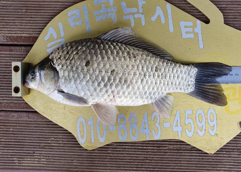 실리곡낚시터 허리급 조황입니다 (조황조행기 - 충주호조황속보)