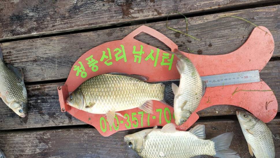 청풍신리낚시터 허리급대박입니다 (조황조행기 - 충주호조황속보)
