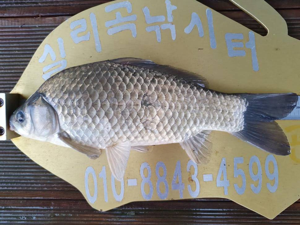 실리곡낚시터 허리급 조황입니다 (조황조행기 - 충주호조황속보)