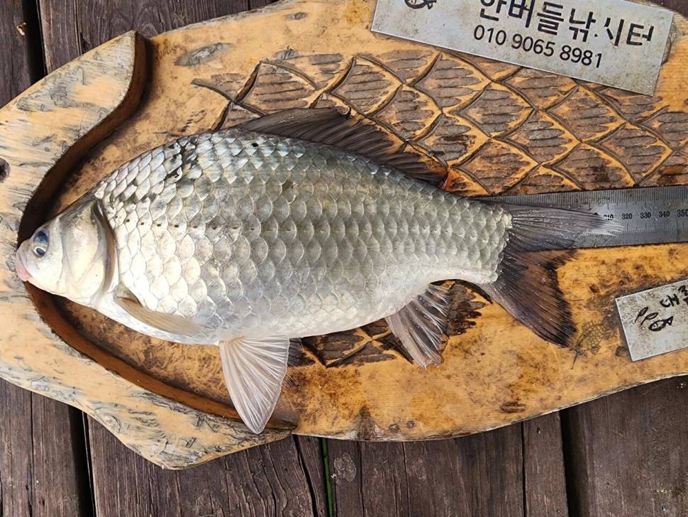 청풍 한버들 조황입니다 (조황조행기 - 충주호조황속보)