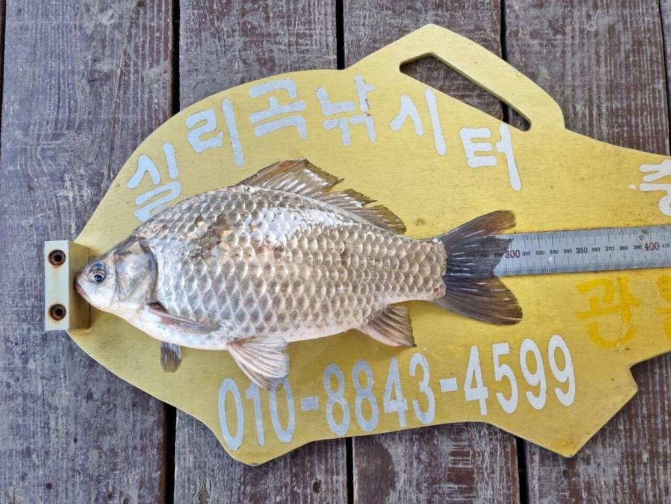 실리곡낚시터 허리급외 월척마릿수입니다 (조황조행기 - 충주호조황속보)