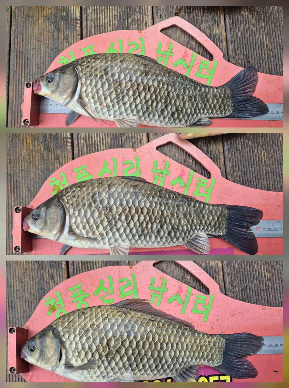 청풍신리낚시터 조황입니다 (조황조행기 - 충주호조황속보)