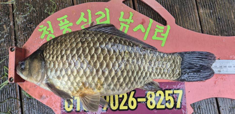 청풍신리 조황입니다 (조황조행기 - 충주호조황속보)