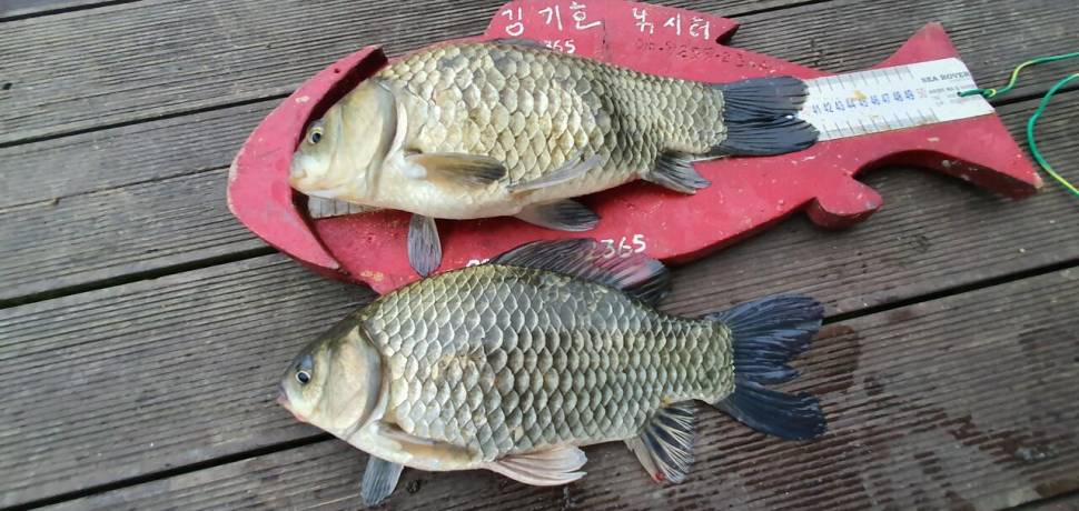 용곡 김기호 낚시터 사짜와 허리급 조황입니다 (조황조행기 - 충주호조황속보)