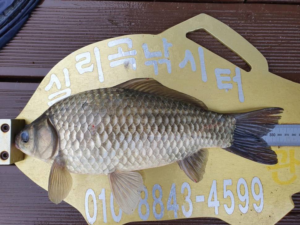 실리곡낚시터 4짜허리급 조황입니다 (조황조행기 - 충주호조황속보)