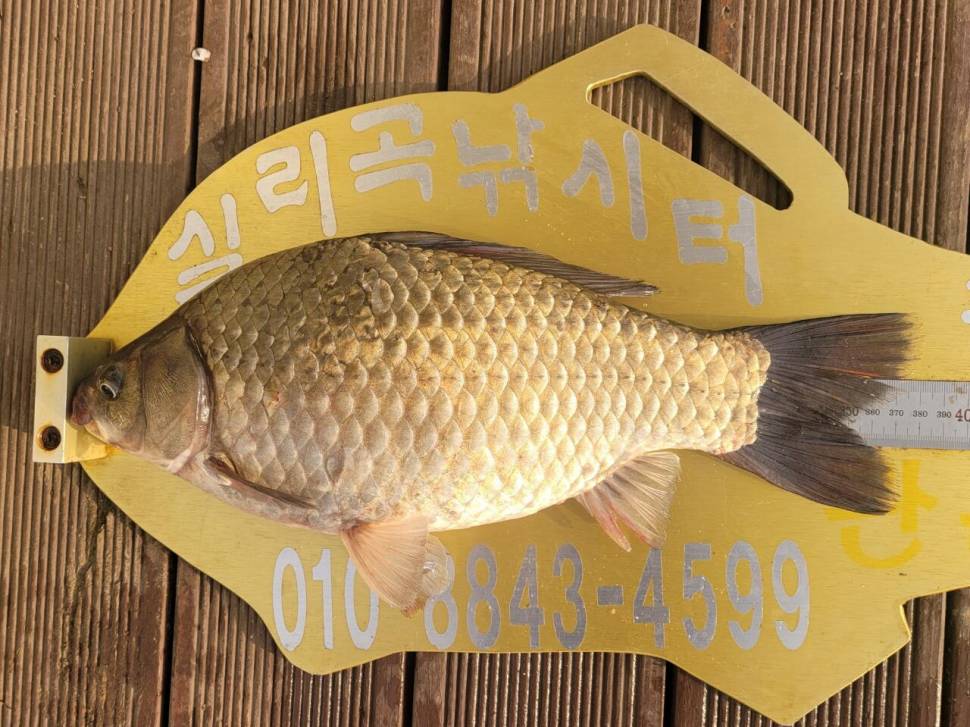 실리곡낚시터 허리급 조황입니다 (조황조행기 - 충주호조황속보)