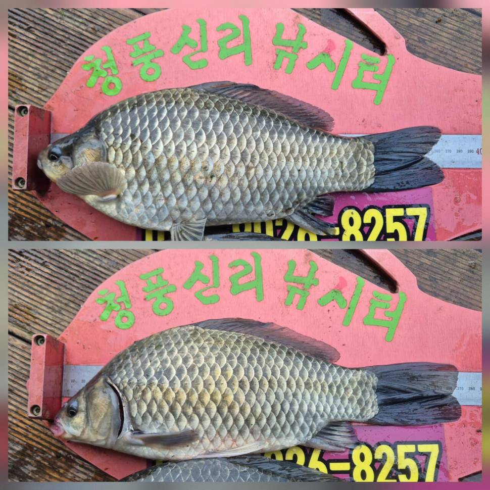 청풍신리낚시터 조황입니다 (조황조행기 - 충주호조황속보)