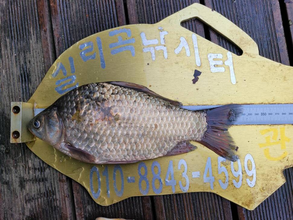 청풍실리곡낚시터 조황입니다 (조황조행기 - 충주호조황속보)