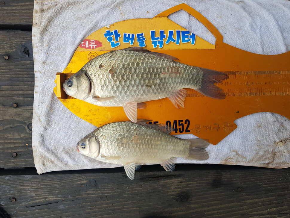 한버들 조황입니다 (조황조행기 - 충주호조황속보)