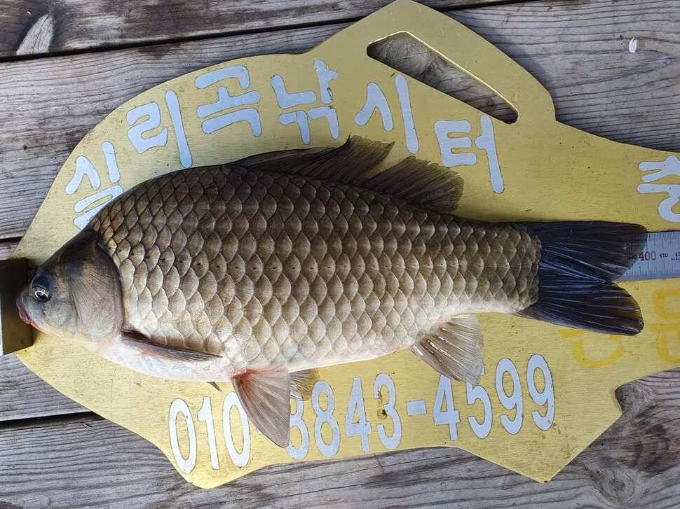 실리곡낚시터 4짜 조황입니다 (조황조행기 - 충주호조황속보)