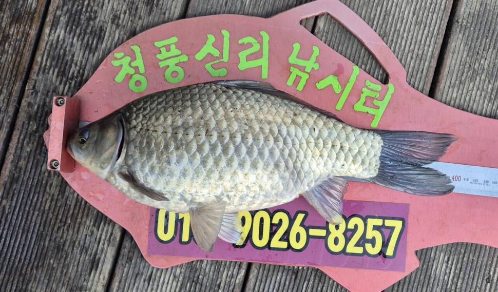 청풍신리낚시터 주말조황입니다 (조황조행기 - 충주호조황속보)