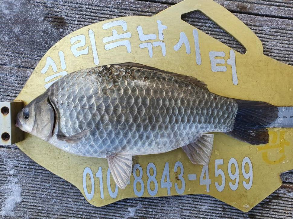 실리곡낚시터 허리급 조황입니다 (조황조행기 - 충주호조황속보)