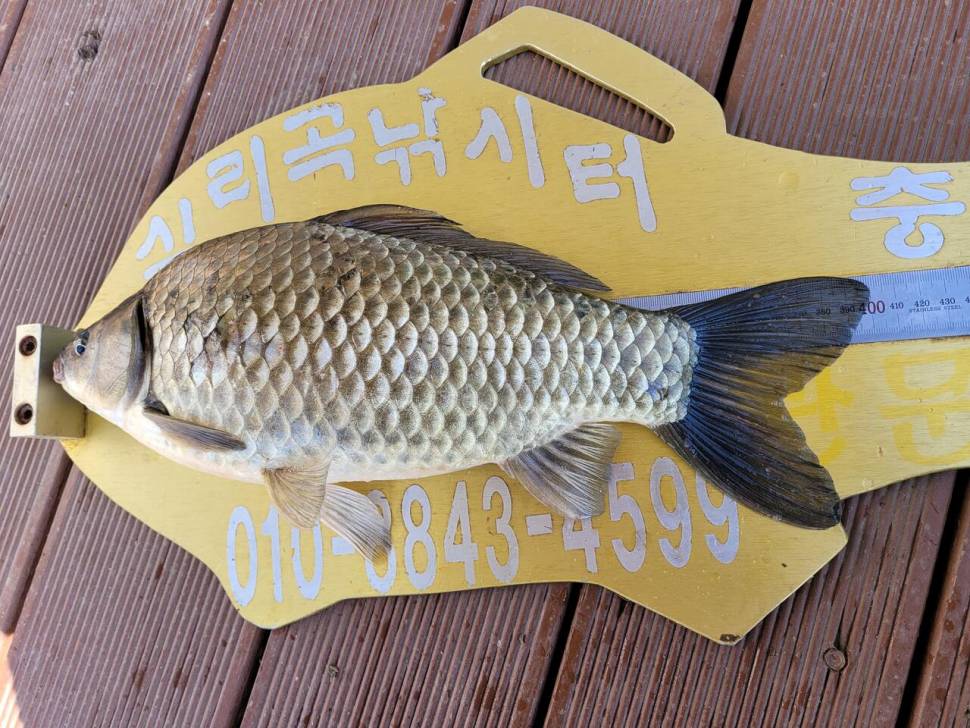 청풍 실리곡낚시터 4짜외 허리급 조황입니다 (조황조행기 - 충주호조황속보)