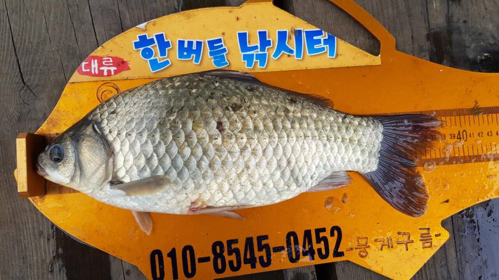 한버들 조황입니다 (조황조행기 - 충주호조황속보)