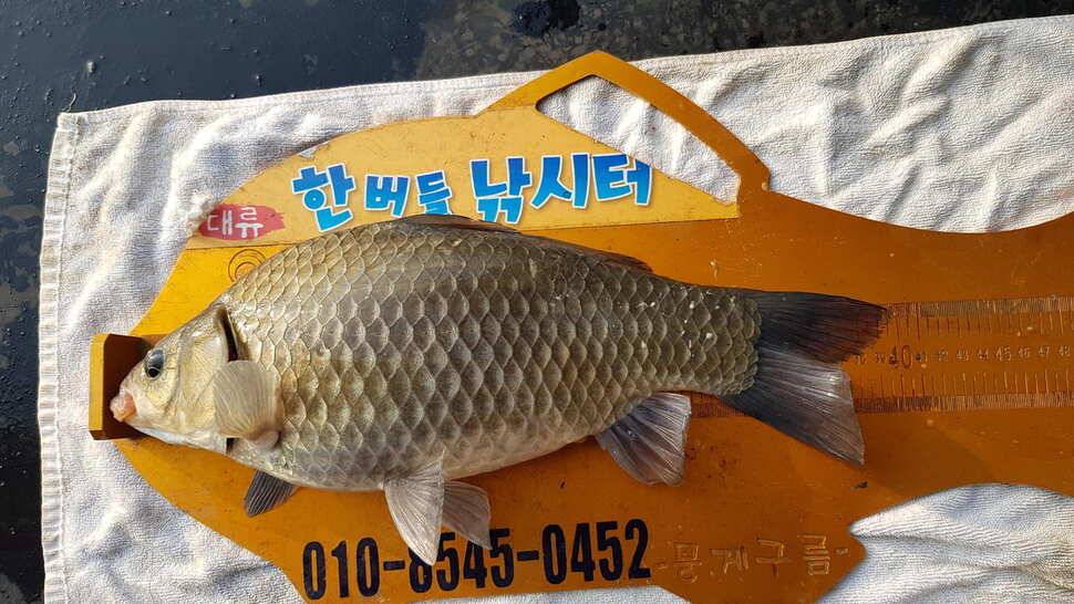 한버들 4짜 포함 허릿급 조황입니다 (조황조행기 - 충주호조황속보)