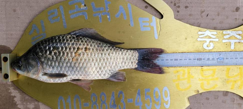 실리곡낚시터 415cm외 허리급 조황입니다 (조황조행기 - 충주호조황속보)