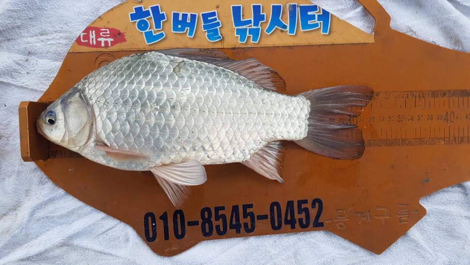 한버들 조황입니다 (조황조행기 - 충주호조황속보)