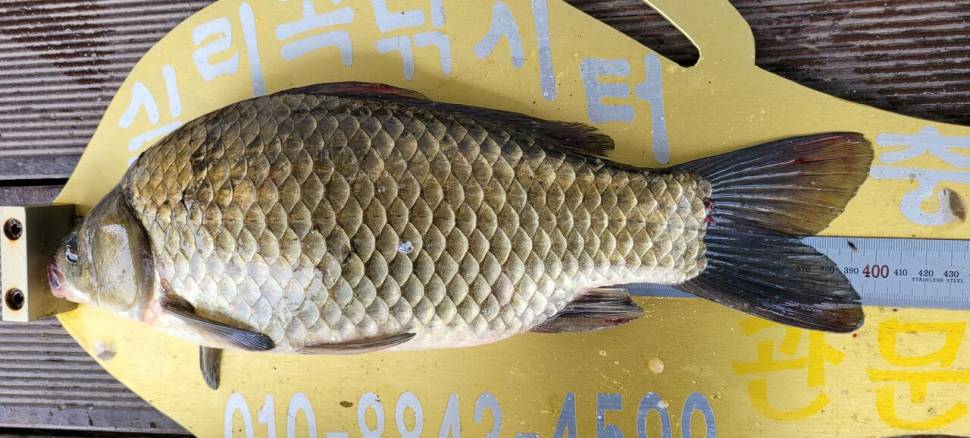 청풍 실리곡낚시터 4짜외 허리급마릿수입니다 (조황조행기 - 충주호조황속보)