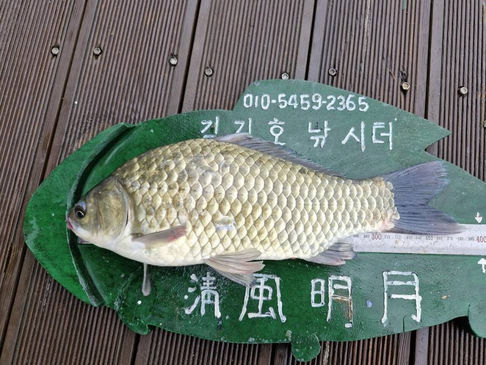 용곡 김기호 낚시터 조황정보 입니다 (조황조행기 - 충주호조황속보)