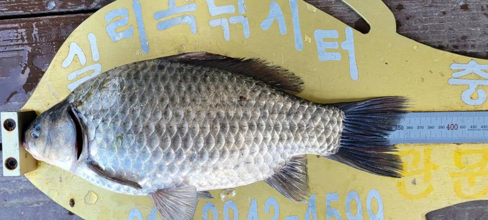 실리곡낚시터 허리급 조황입니다 (조황조행기 - 충주호조황속보)