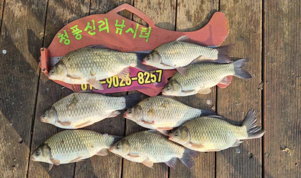 청풍신리낚시터 주말조황입니다 (조황조행기 - 충주호조황속보)