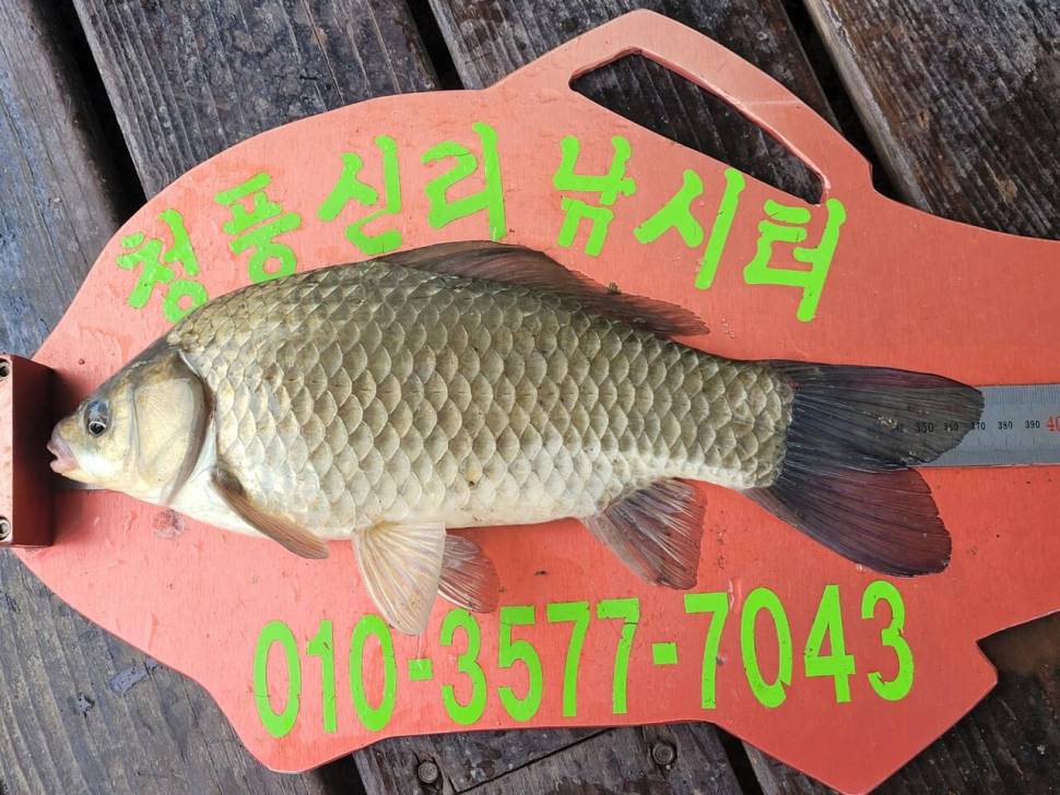 청풍신리낚시터 허리급 조황입니다 (조황조행기 - 충주호조황속보)
