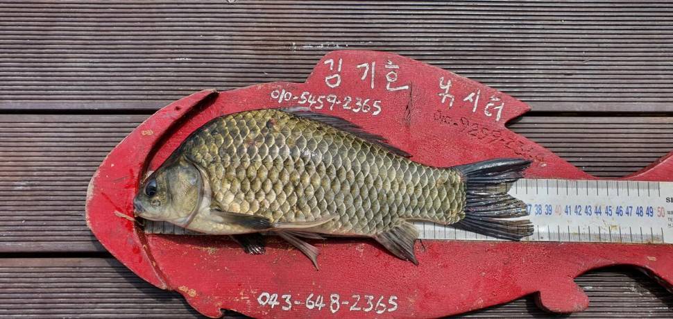 용곡 김기호 낚시터 조황입니다 (조황조행기 - 충주호조황속보)