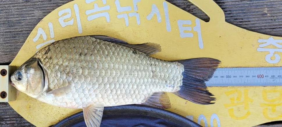 청풍실리곡낚시터 41cm조황입니다 (조황조행기 - 충주호조황속보)