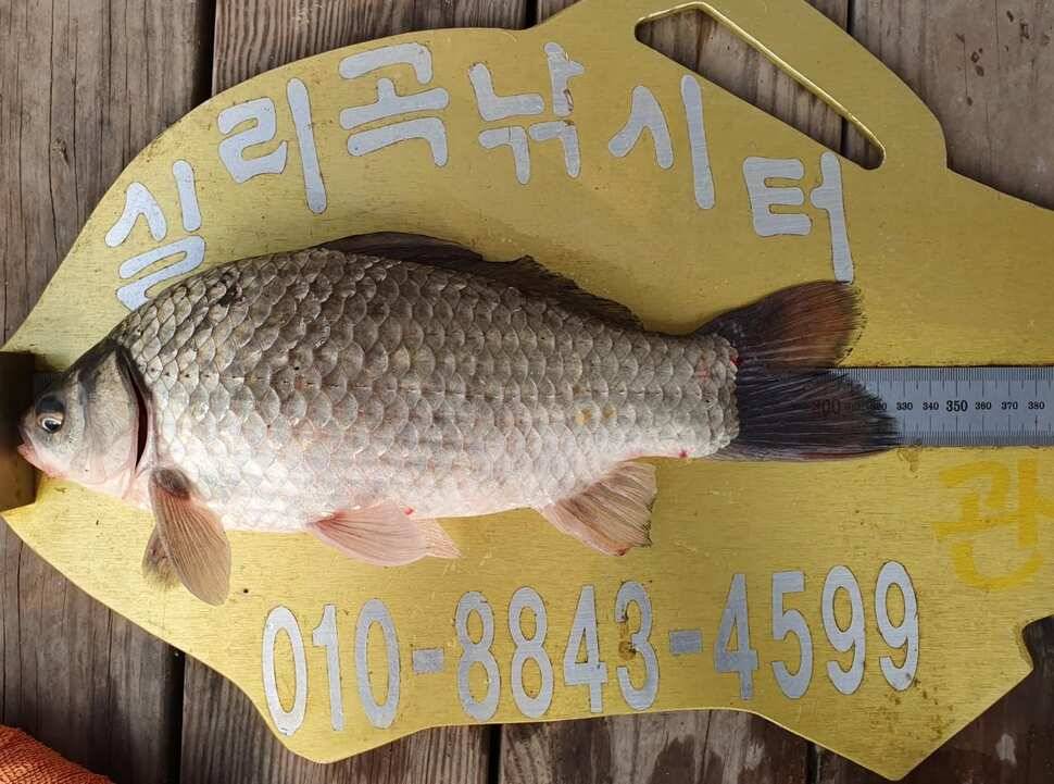 실리곡낚시터 허리급 조황입니다 (조황조행기 - 충주호조황속보)