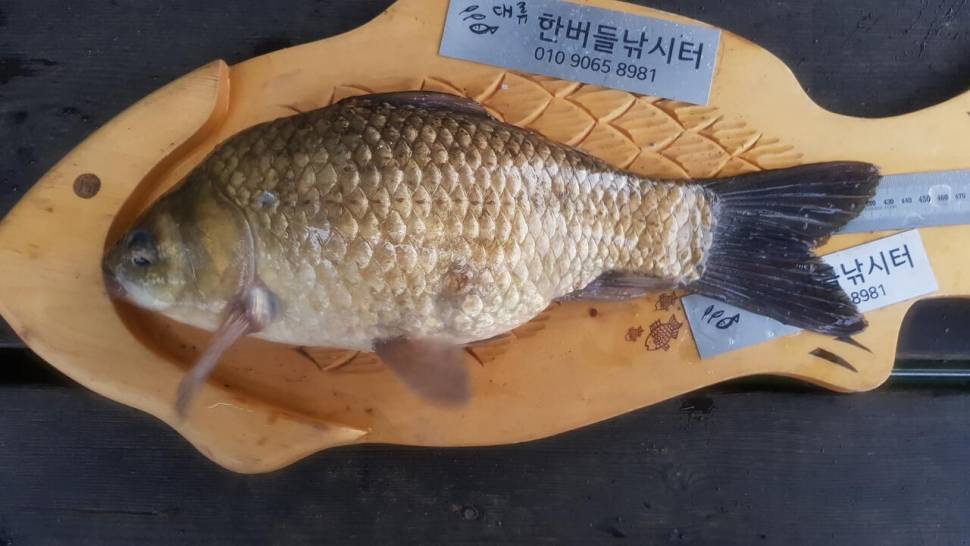 한버들 4짜 포함 허릿급 조황입니다 (조황조행기 - 충주호조황속보)