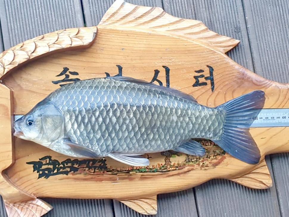 솔낚시터 사짜조황 소식 입니다 (조황조행기 - 충주호조황속보)