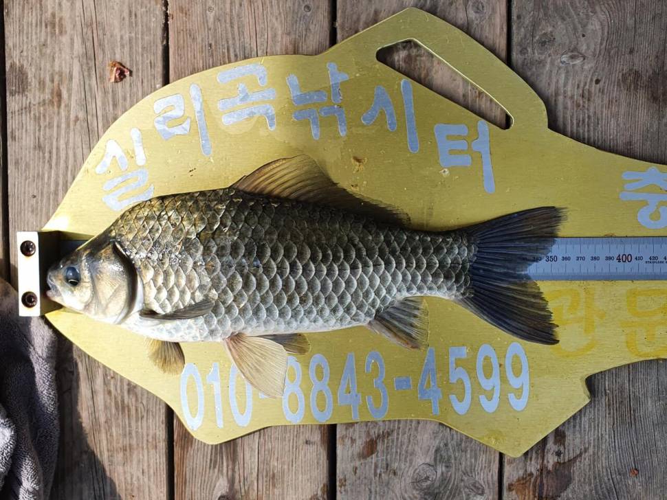 실리곡낚시터 4짜허리급 조황입니다 (조황조행기 - 충주호조황속보)