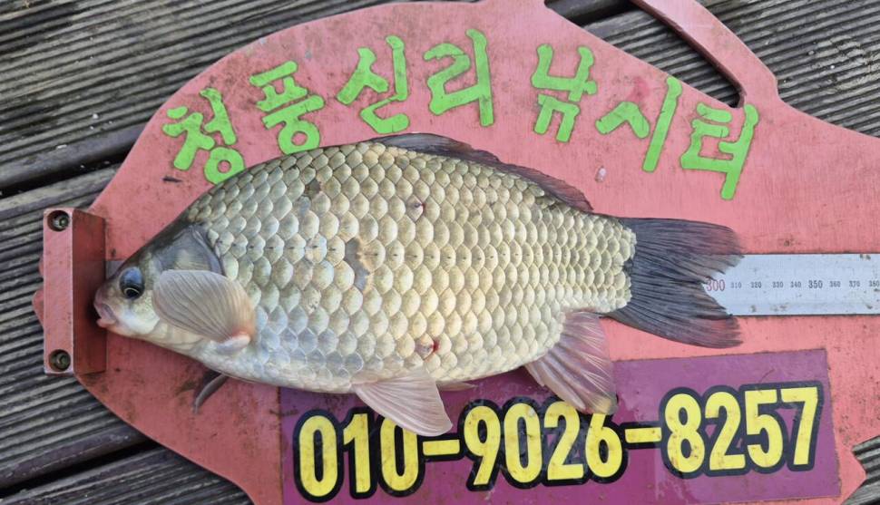 청풍신리낚시터 주말조황입니다 (조황조행기 - 충주호조황속보)