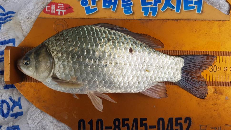 한버들 조황입니다 (조황조행기 - 충주호조황속보)