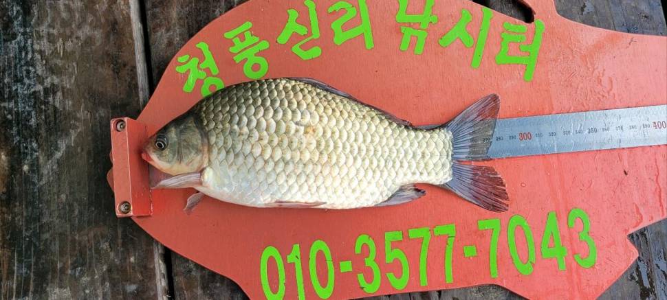 청풍신리낚시터 소식입니다 (조황조행기 - 충주호조황속보)