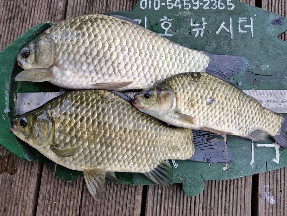 용곡 김기호낚시터 조황정보 입니다 (조황조행기 - 충주호조황속보)