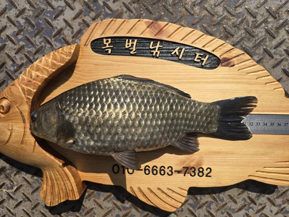 목벌 대물소식 입니다 (조황조행기 - 충주호조황속보)
