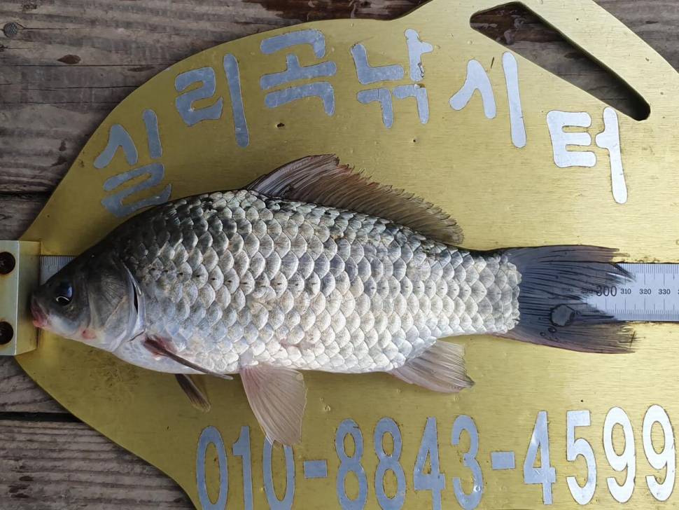 실리곡낚시터 4짜허리급 조황입니다 (조황조행기 - 충주호조황속보)