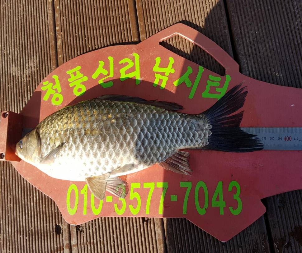 청풍신리낚시터 허리급 조황입니다 (조황조행기 - 충주호조황속보)