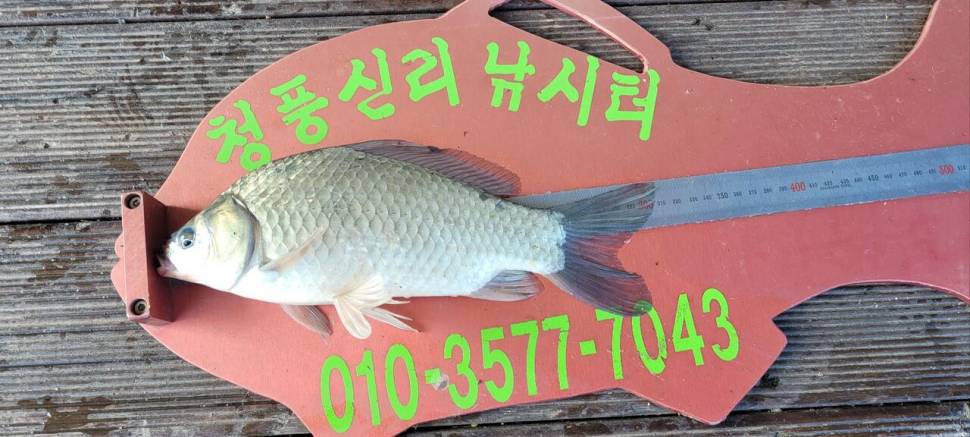 청풍신리낚시터 허리급조황입니다 (조황조행기 - 충주호조황속보)