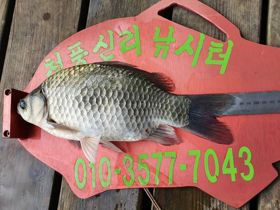 청풍신리낚시터 허리급조황입니다 (조황조행기 - 충주호조황속보)