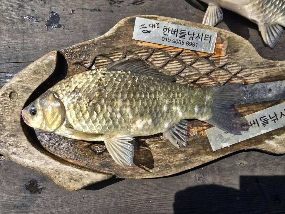 청풍 한버들 조황입니다 (조황조행기 - 충주호조황속보)
