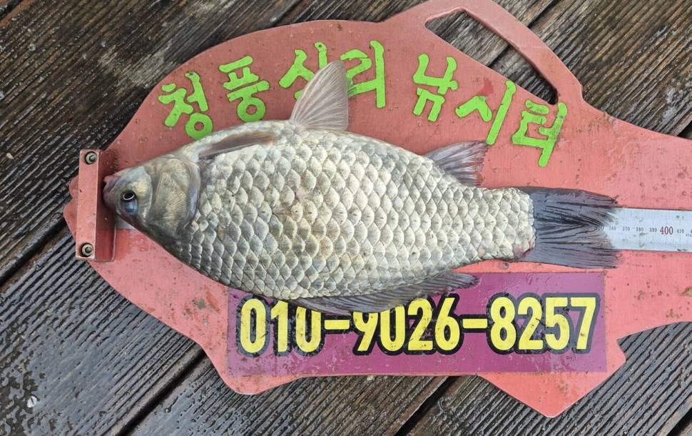 청풍신리낚시터 주말조황 입니다 (조황조행기 - 충주호조황속보)