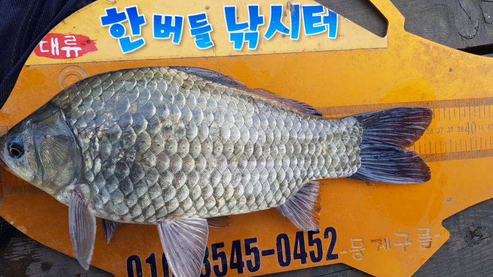 한버들 조황입니다 (조황조행기 - 충주호조황속보)