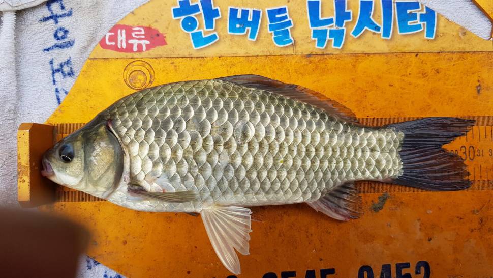 한버들 4짜 포함 허릿급 조황입니다 (조황조행기 - 충주호조황속보)