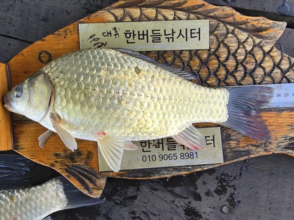 청풍 한버들 조황입니다 (조황조행기 - 충주호조황속보)
