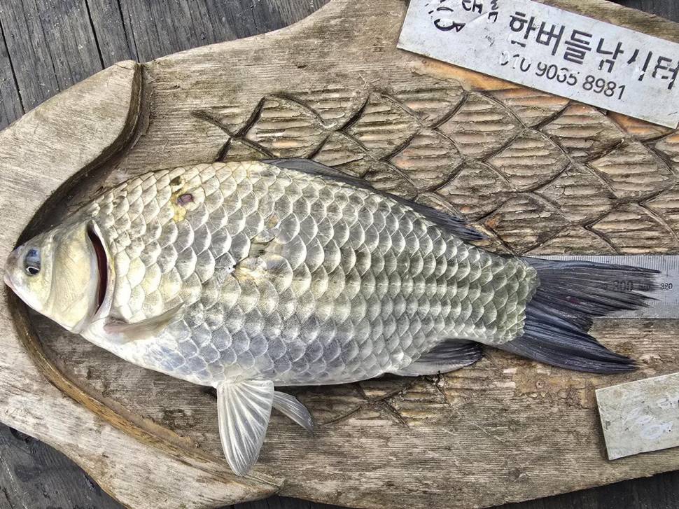 청풍 한버들 조황입니다 (조황조행기 - 충주호조황속보)