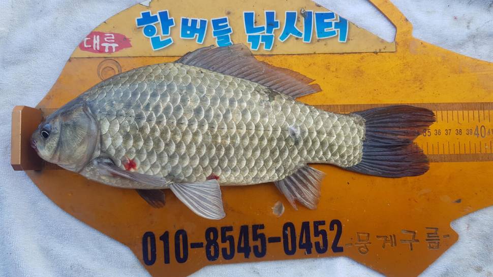 한버들 조황입니다 (조황조행기 - 충주호조황속보)