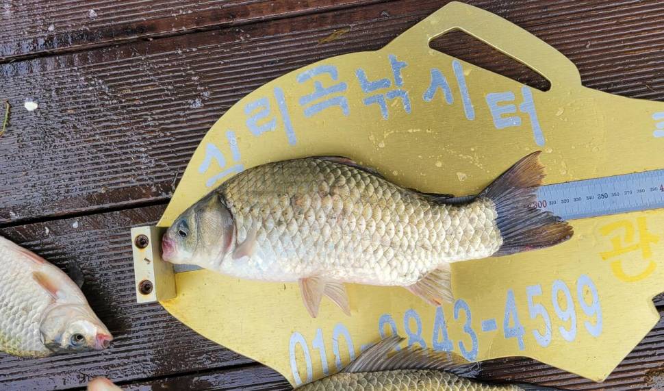 청풍 실리곡낚시터 허리급 조황입니다 (조황조행기 - 충주호조황속보)