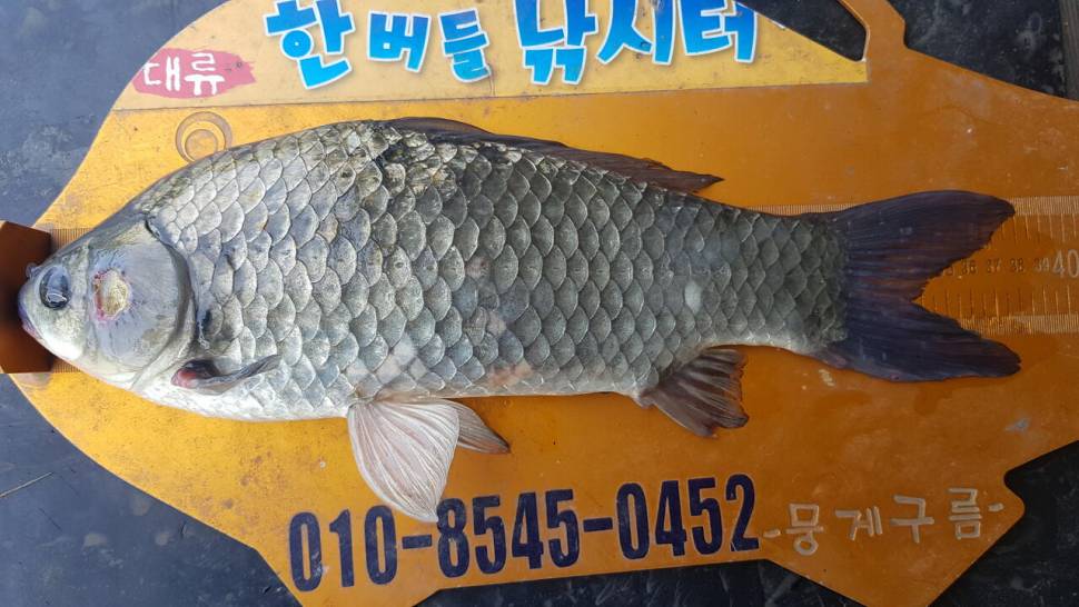 한버들 조황입니다 (조황조행기 - 충주호조황속보)